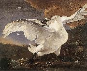 ASSELYN, Jan The Threatened Swan Spain oil painting artist